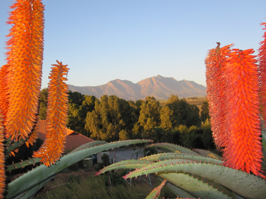 Flowers and view at guest lodge